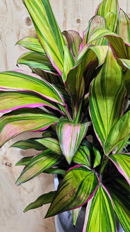 Cordyline Kiwi