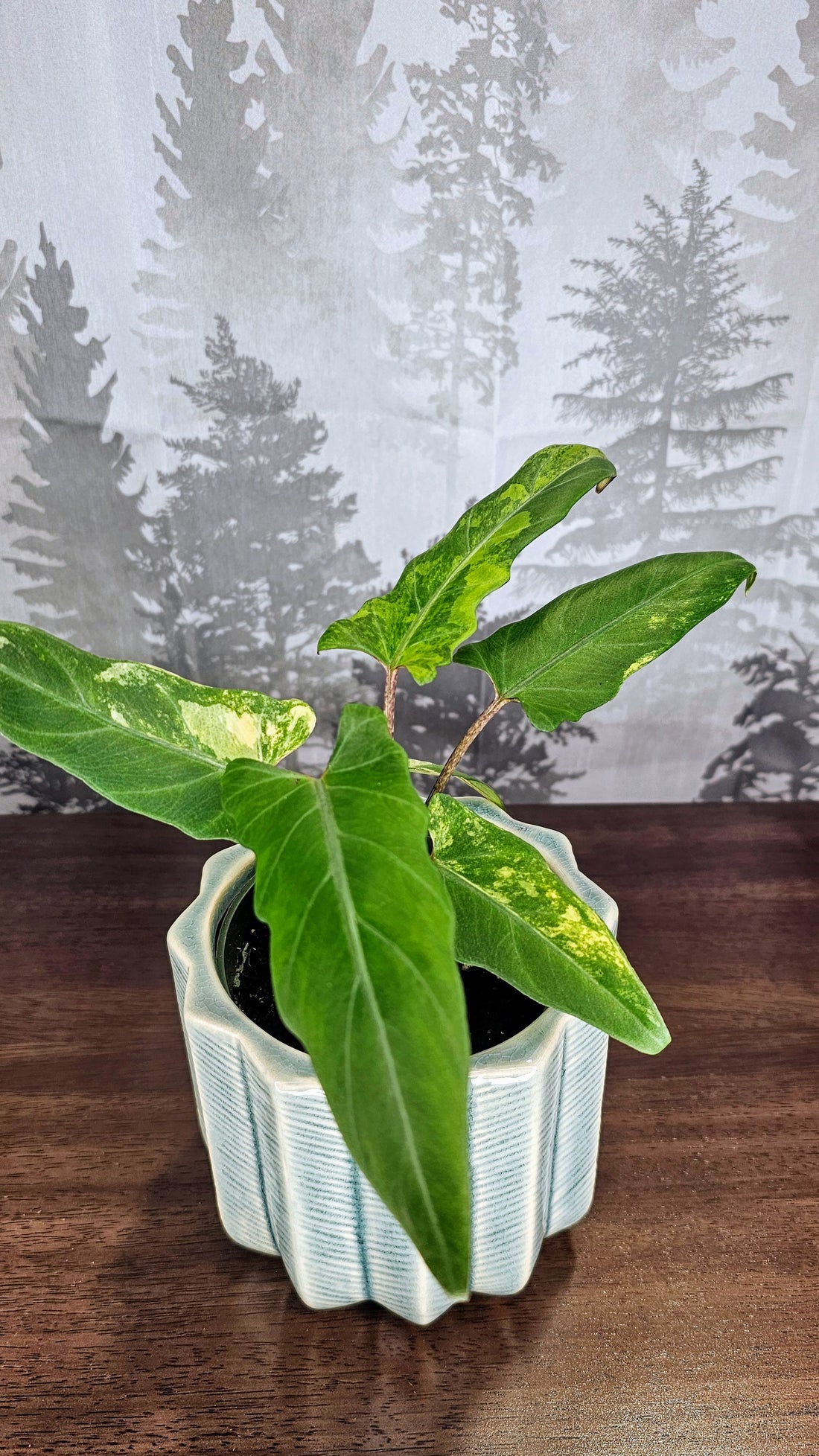 Alocasia Lauterbachiana Aurea Variegated (A2)