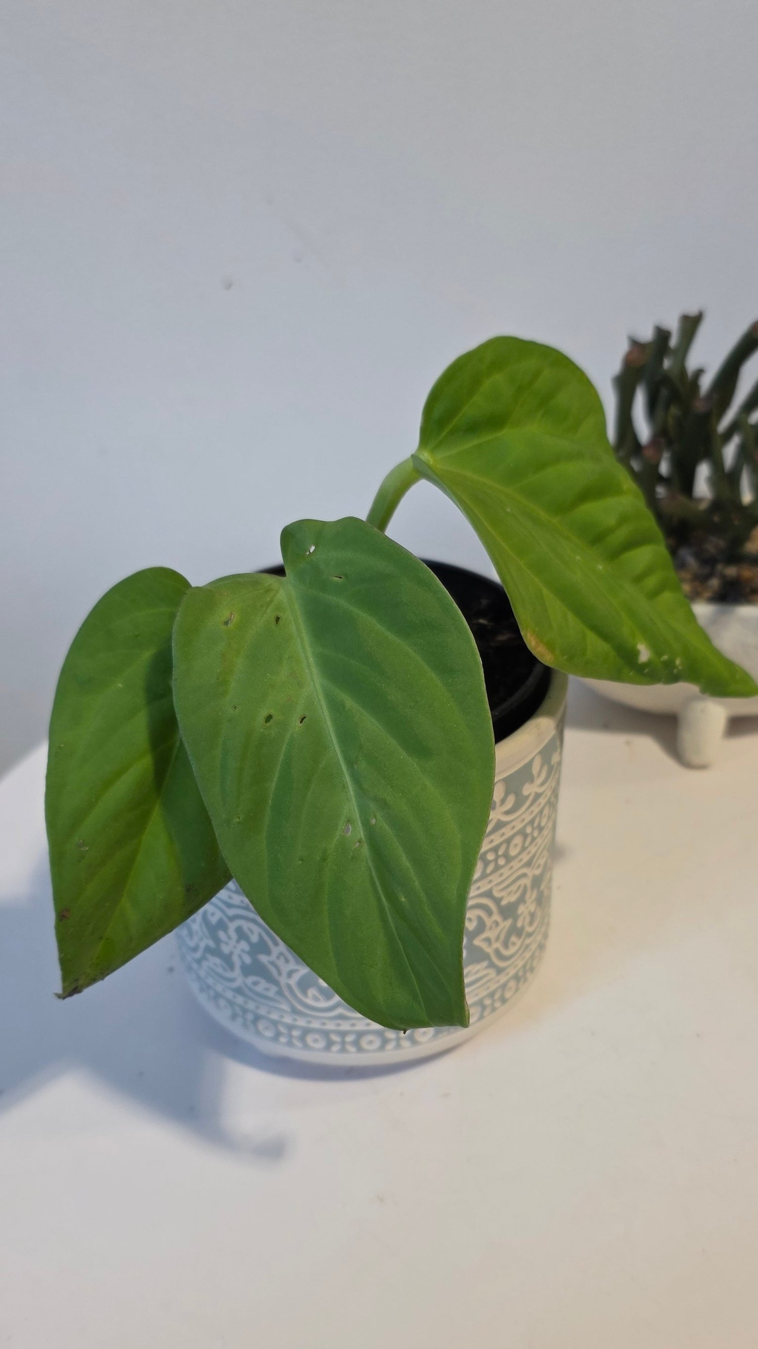 Anthurium pulcachense