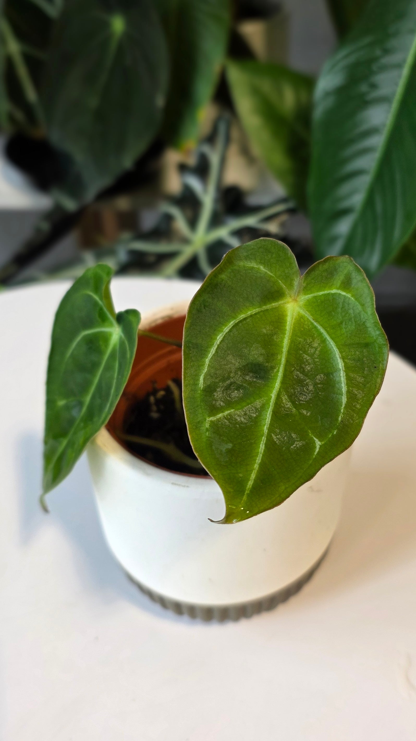Anthurium Forgetii x Carlablackaie (A)