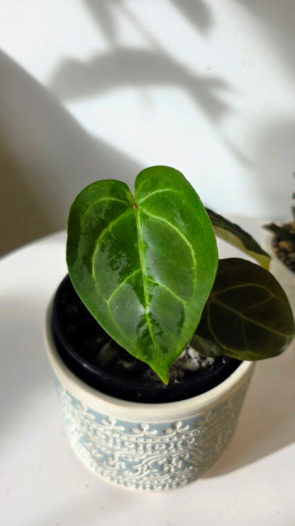 Anthurium Red Crystallinum X Forgetii "b"