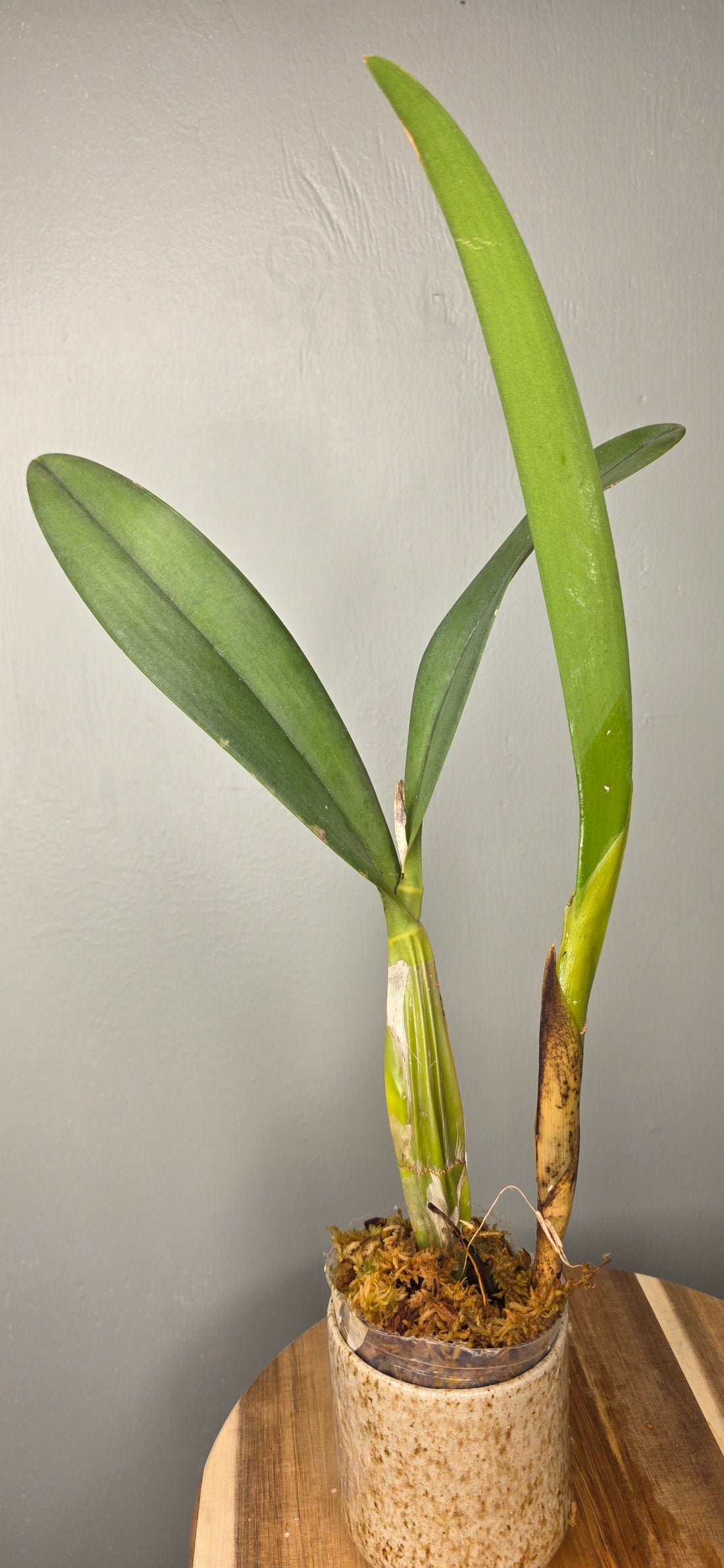 Laelia colombiana
