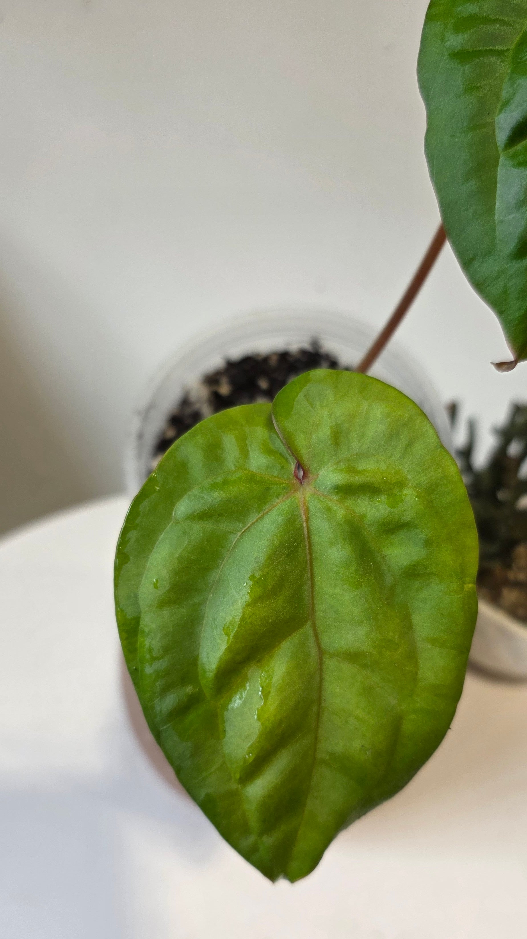 Anthurium Titanium (Besseae aff x Nigrolaminum) "a"