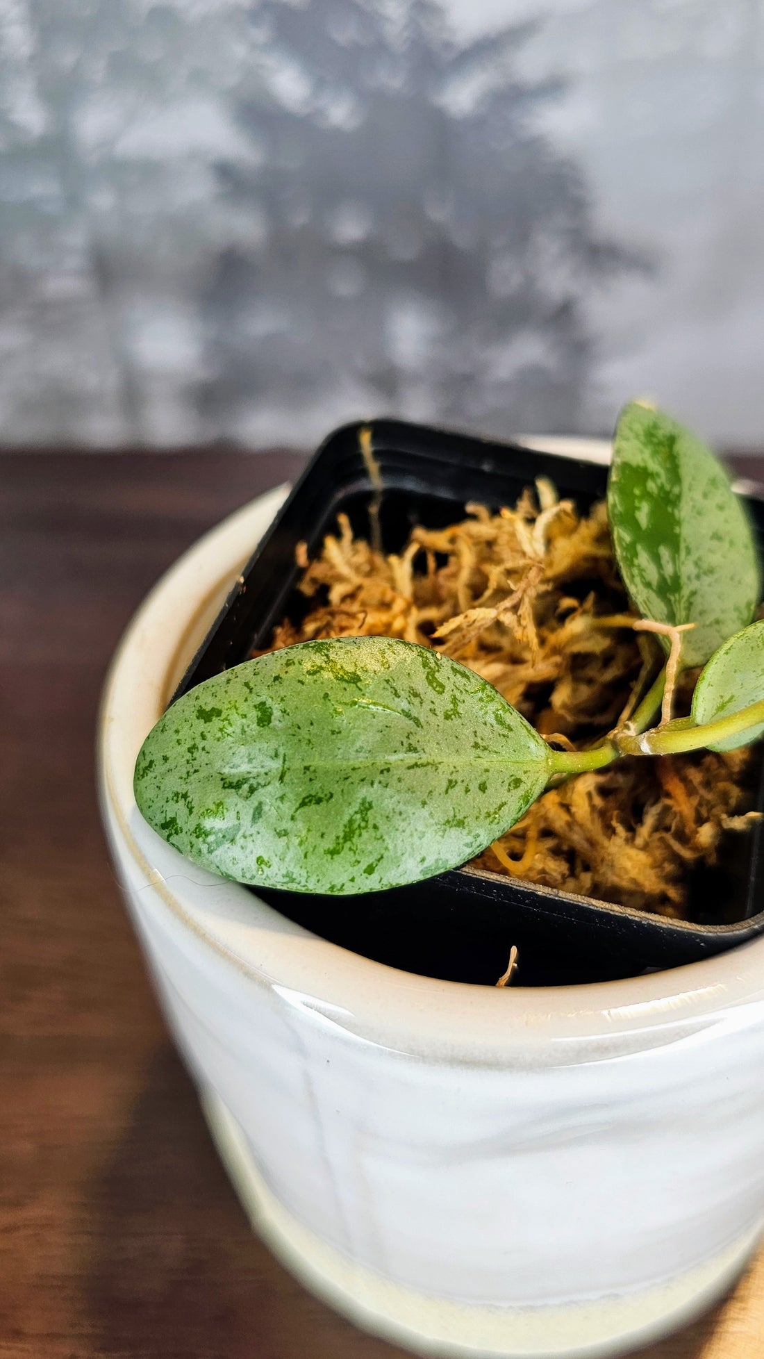 Hoya Lacunosa Sulcata silver (WH 49)