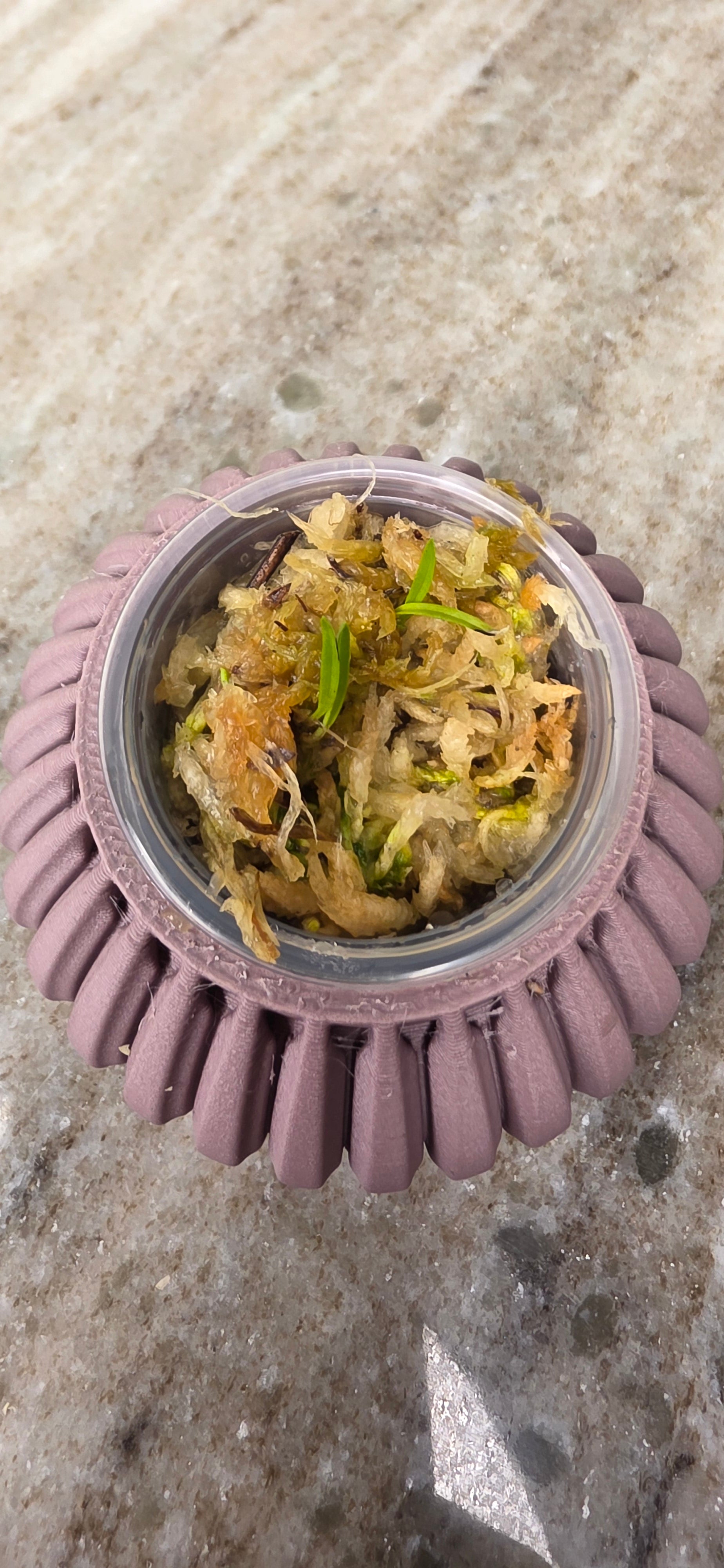 Dracula Sodiroi Subsp.
Erythrocodon seedling