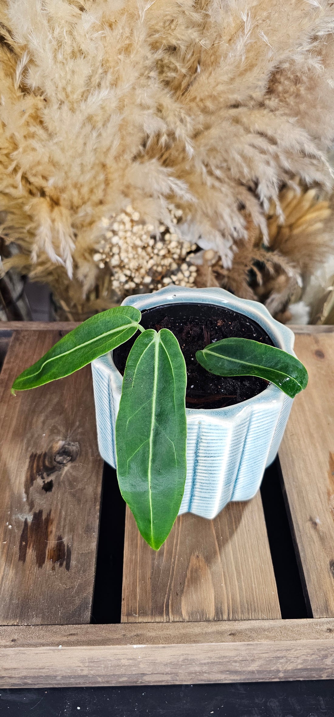 Anthurium Warocqueanum (WAW01)