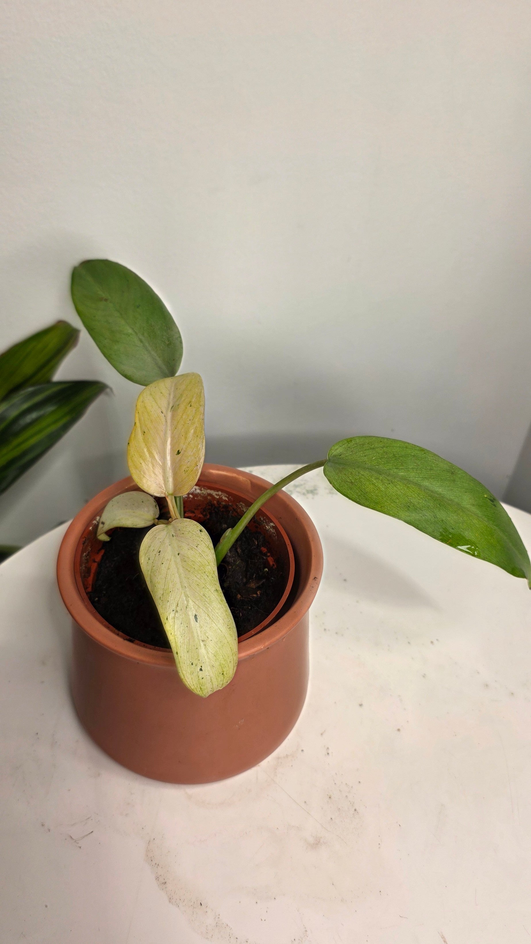 Philodendron Snowdrift Variegated D