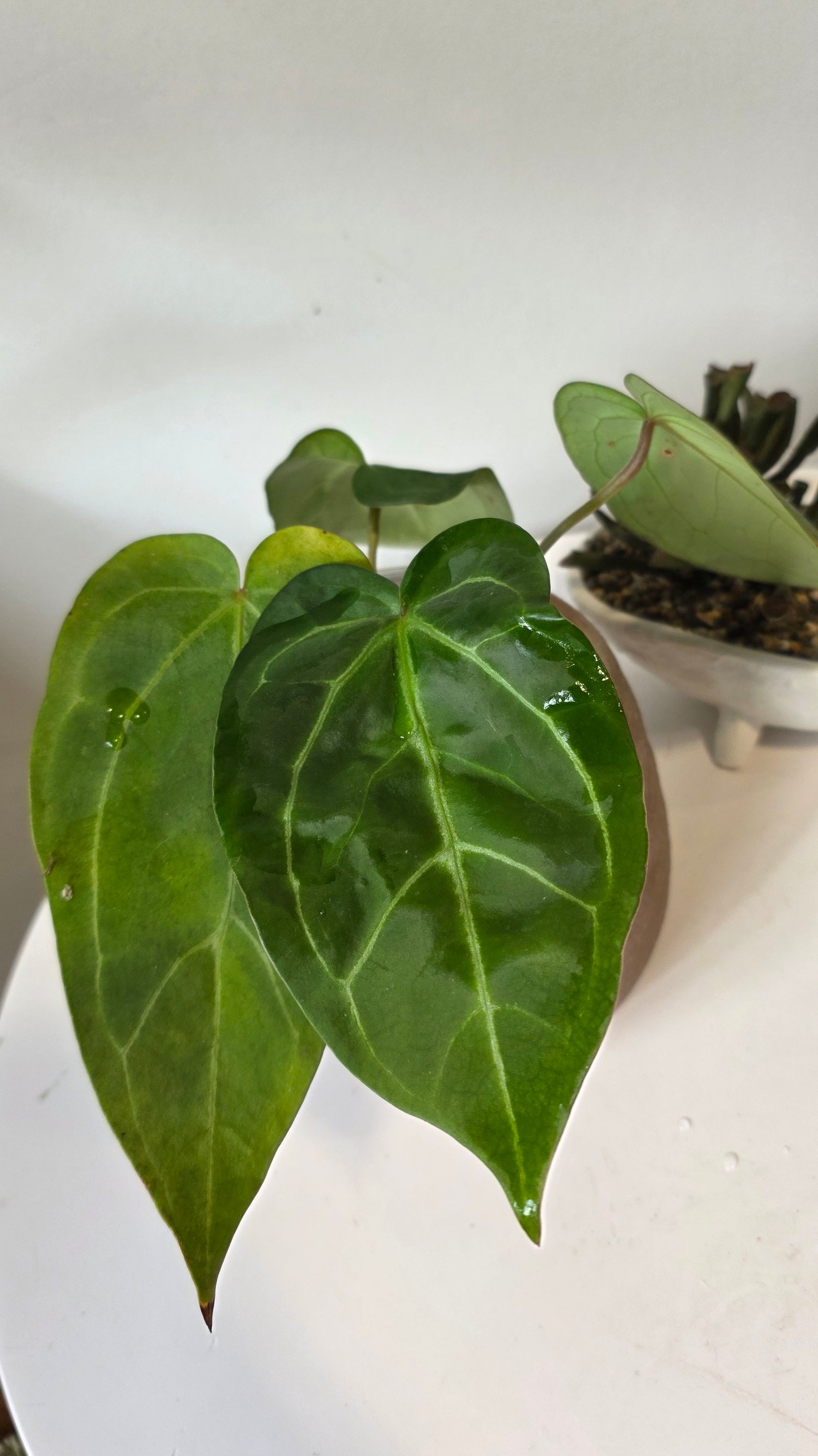 Anthurium Red Crystallinum X Forgetii "a"