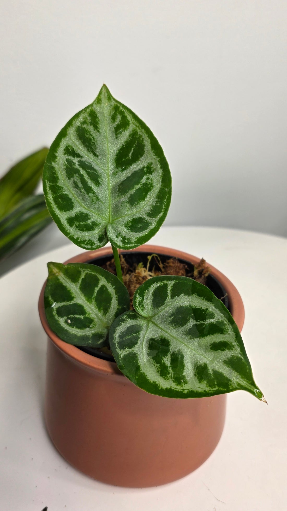 Anthurium Dorsil