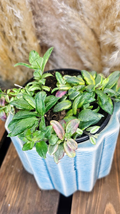 Lipstick Plant Bolero Bicolore