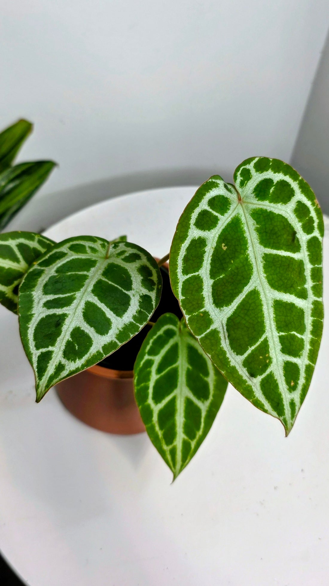 Anthurium Crystal Hope A