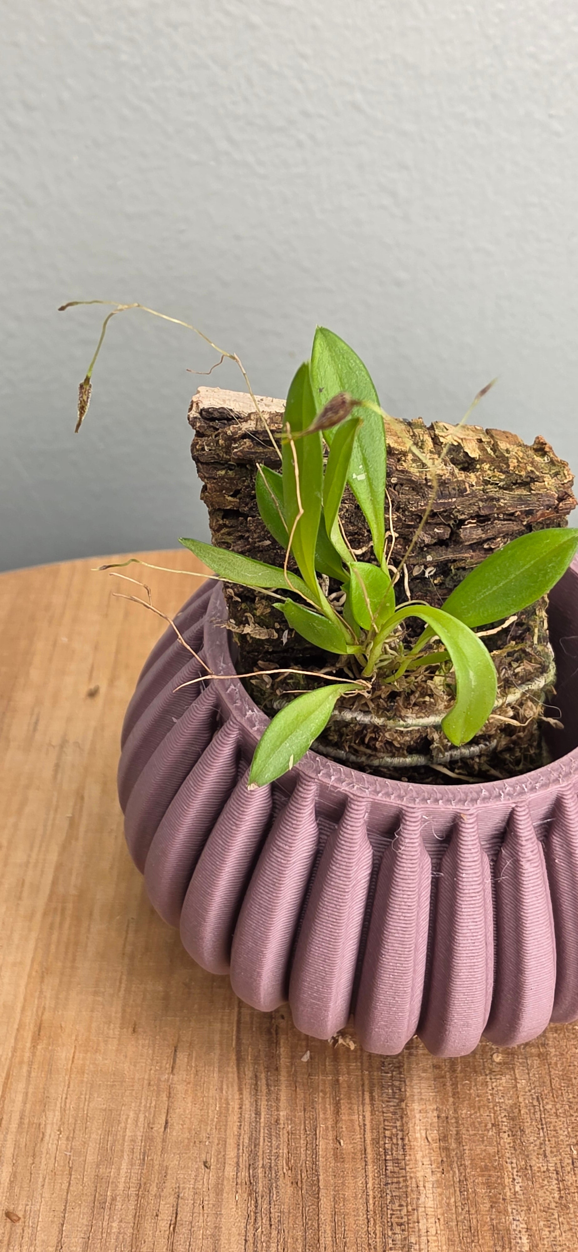 Andreettaean macroblepharis