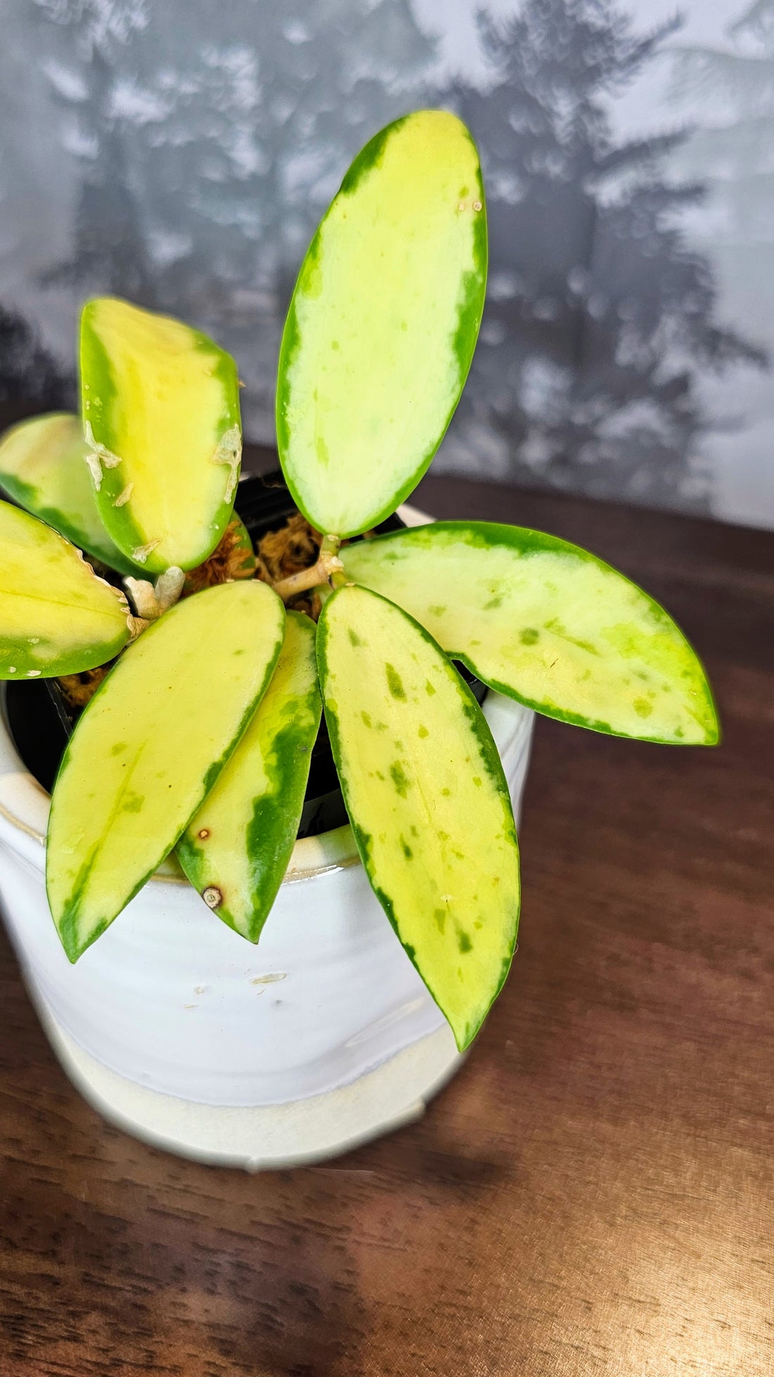 Hoya acuta inner variegated (WH 54)