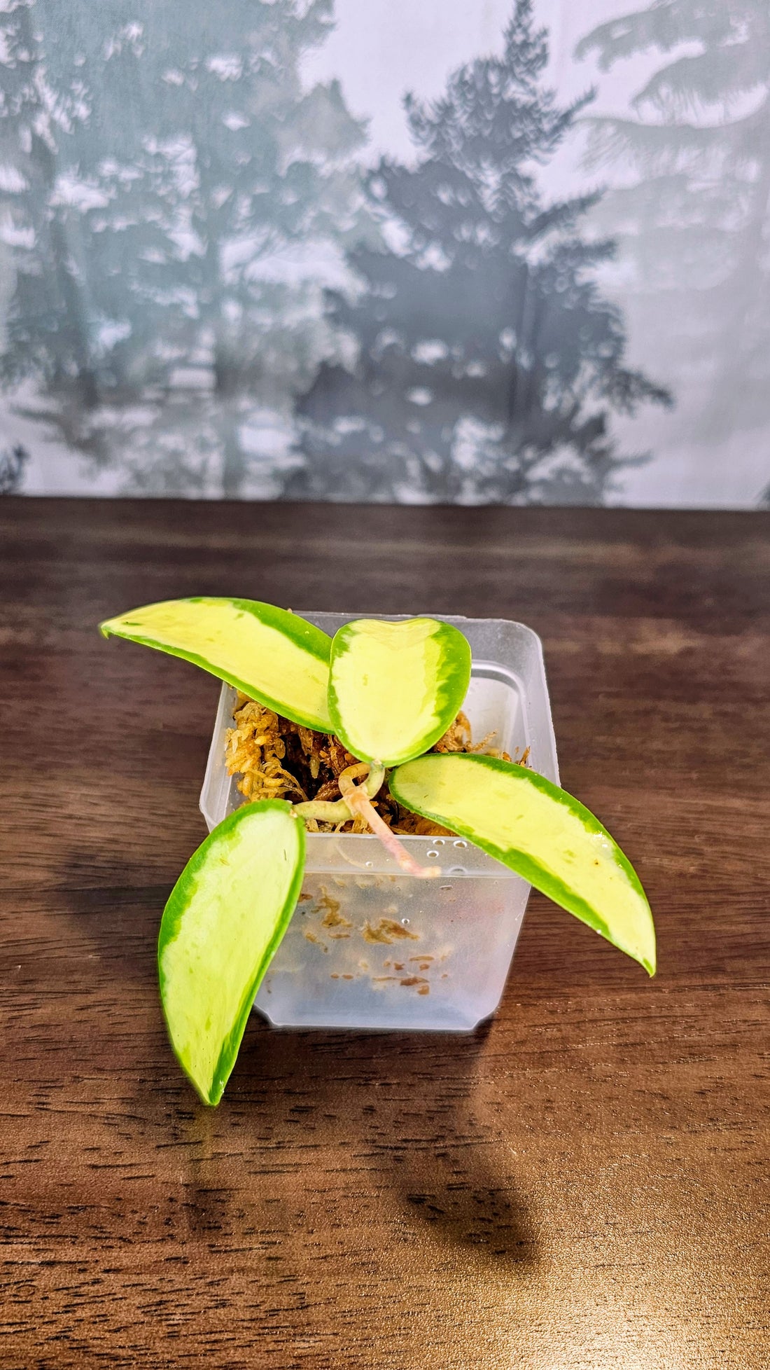 Hoya acuta inner variegated (small leaves) (WH 21)
