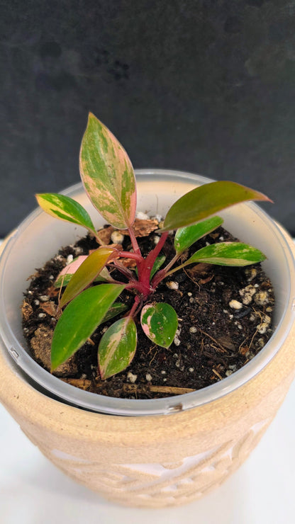 Philodendron Red Congo Variegated C
