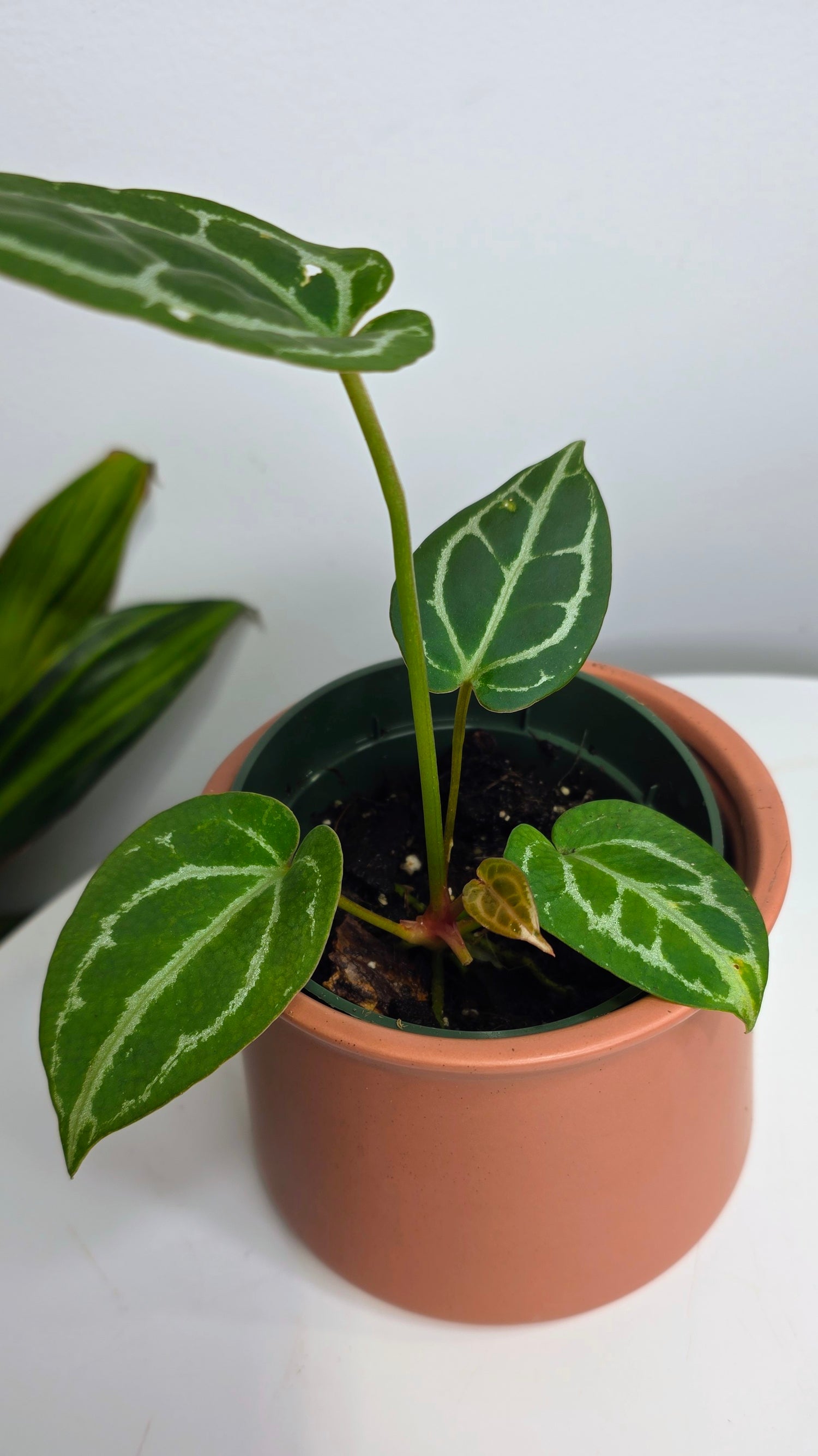 Anthurium Crystal Hope B