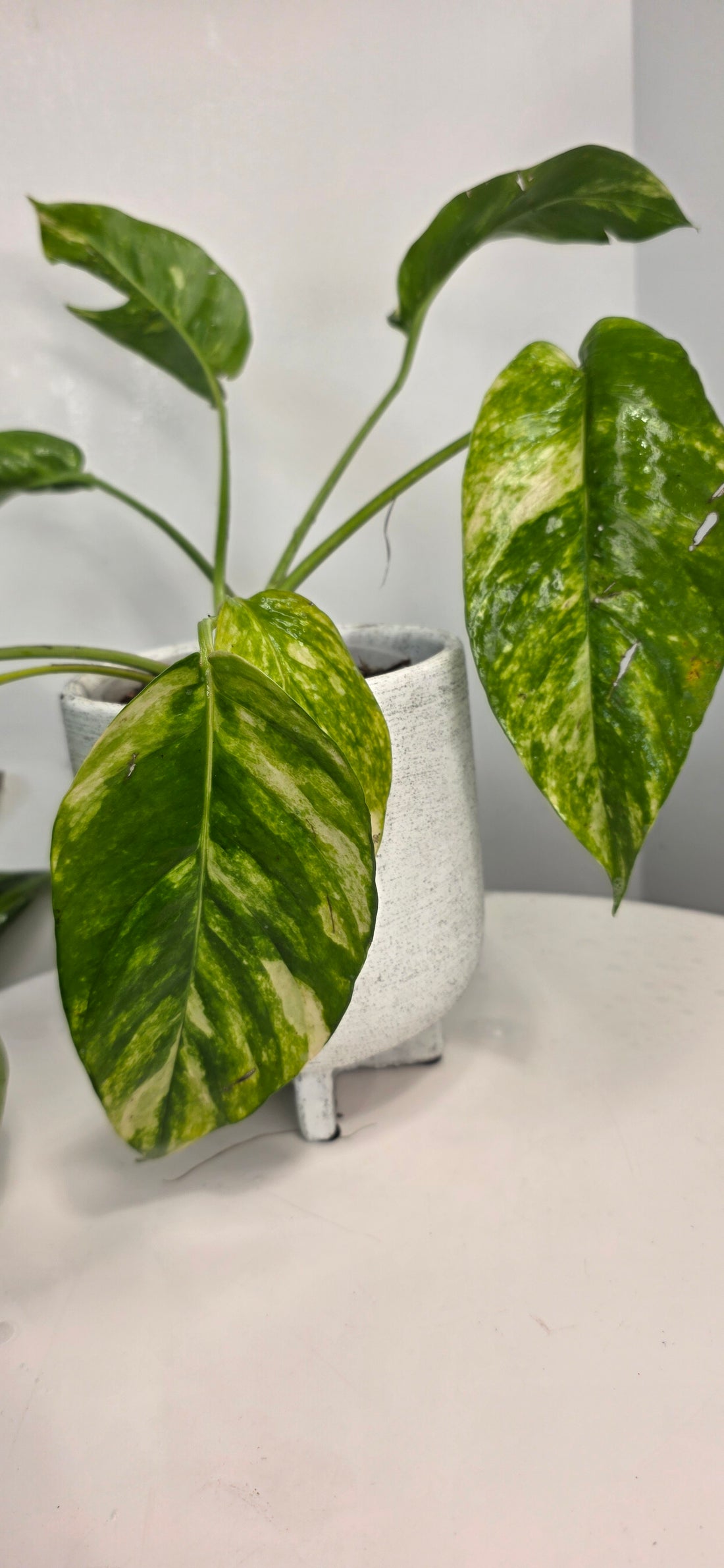 Epipremnum Pinnatum Sunburst E