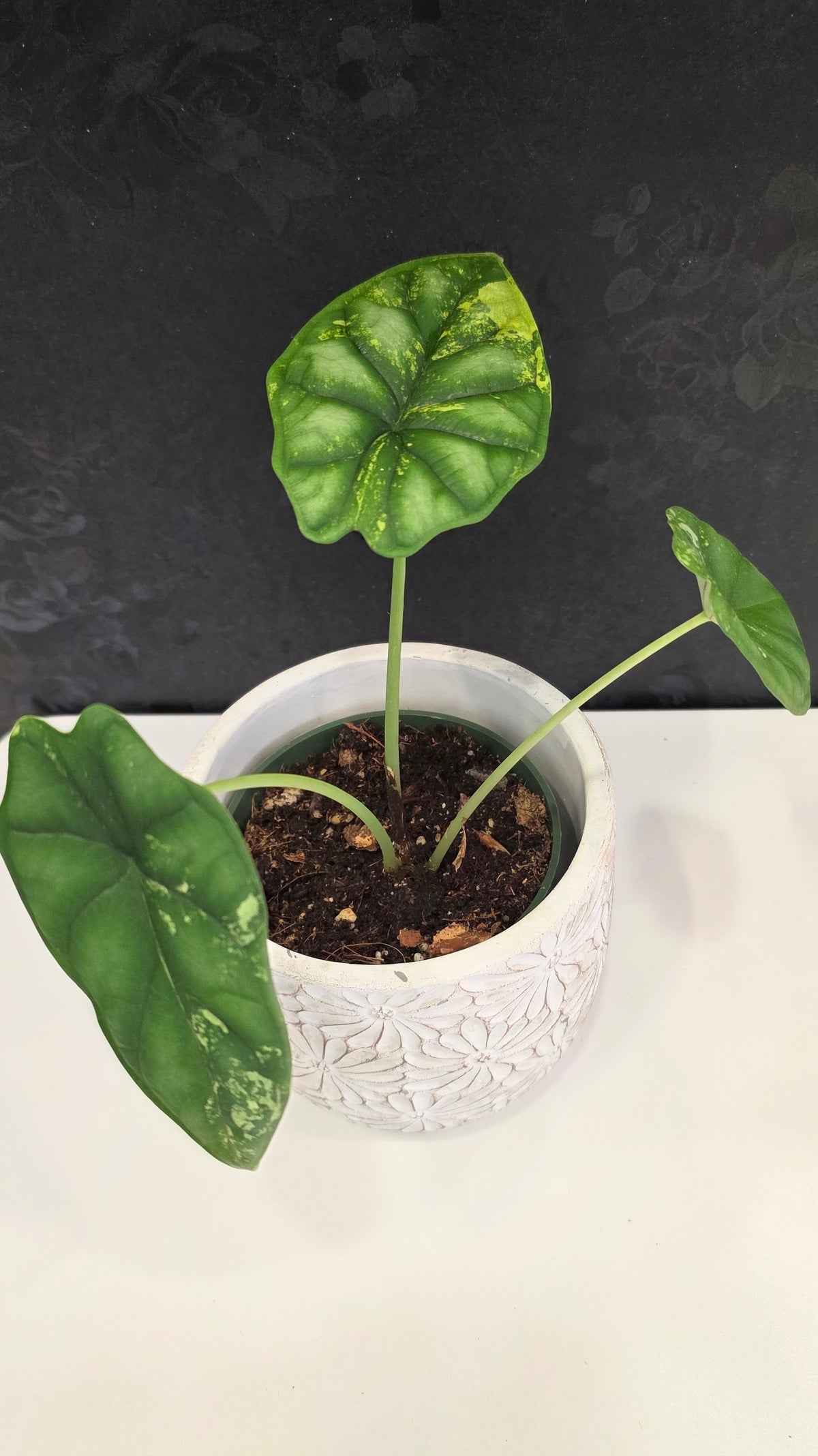Alocasia Silver Dragon Tri-color C