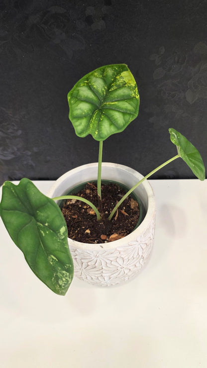 Alocasia Silver Dragon Tri-color C