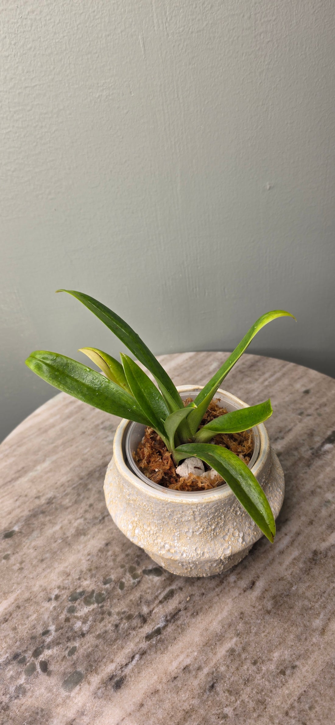 Paphiopedilum yi-ying bouncing flames