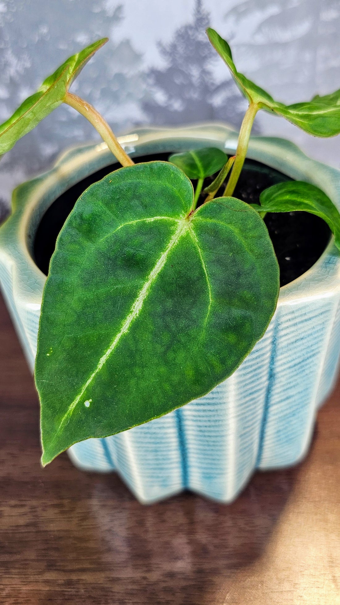 Anthurium Black Velvet (A04)