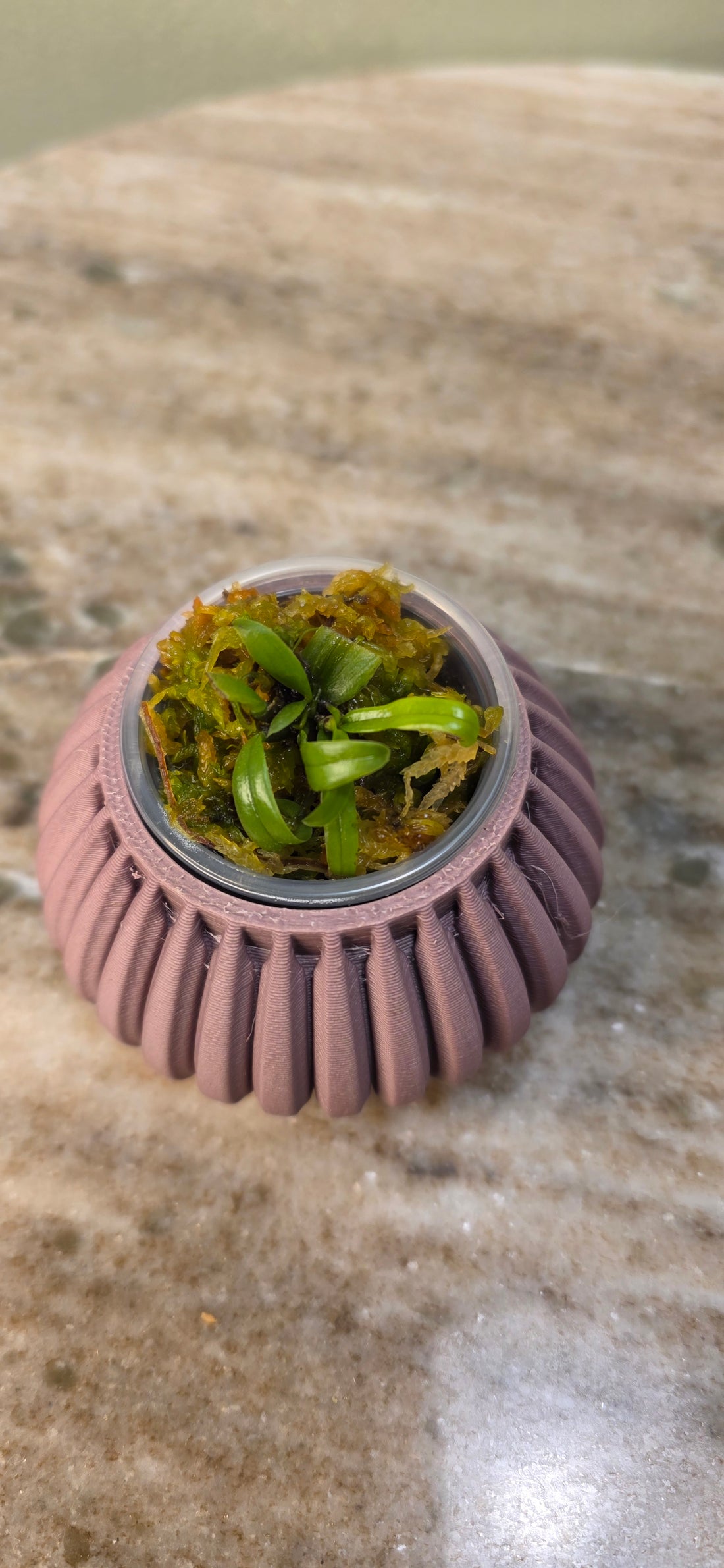 Bulbophyllum longiflorum Pink
Spot Seeding