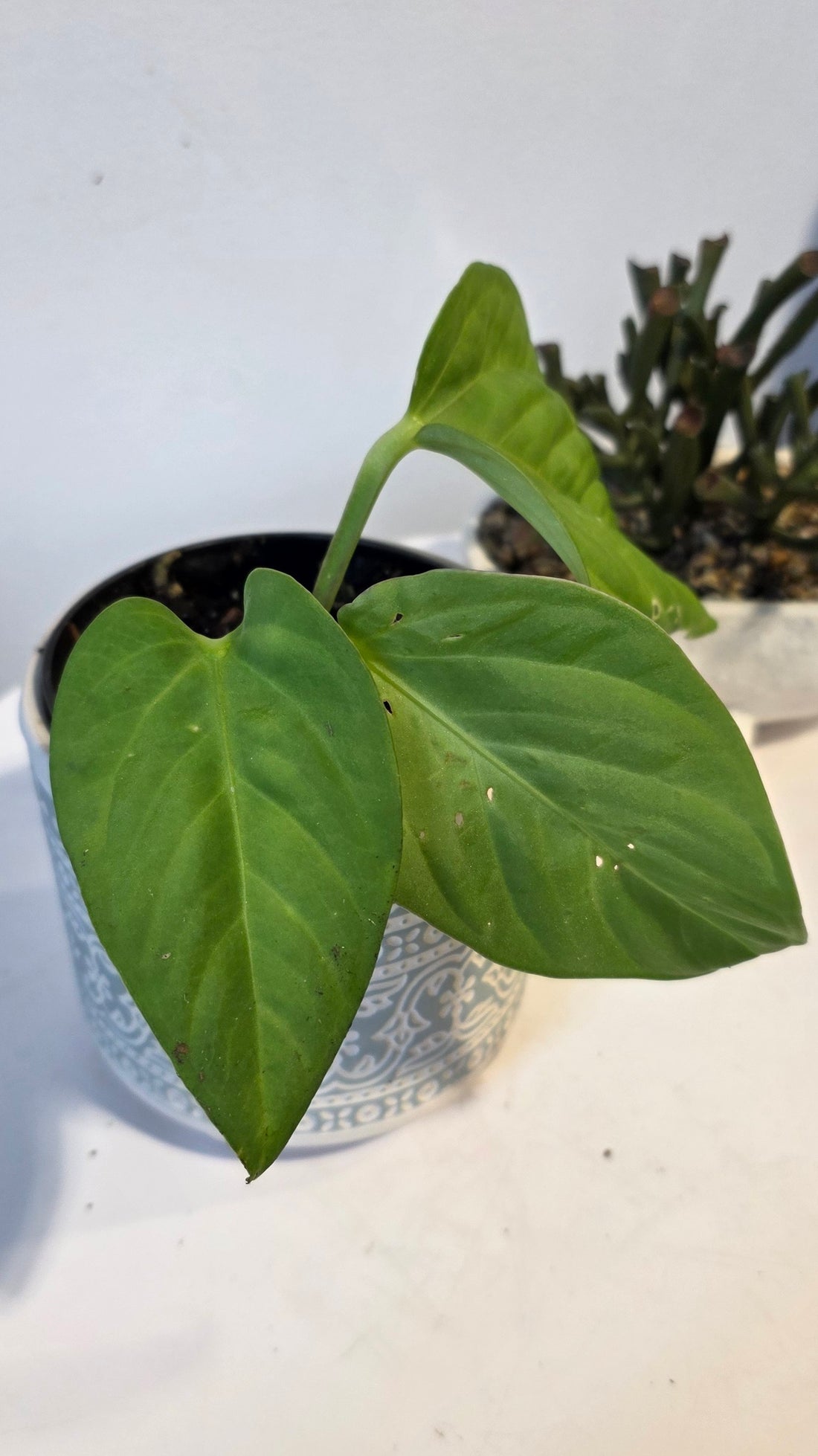 Anthurium pulcachense