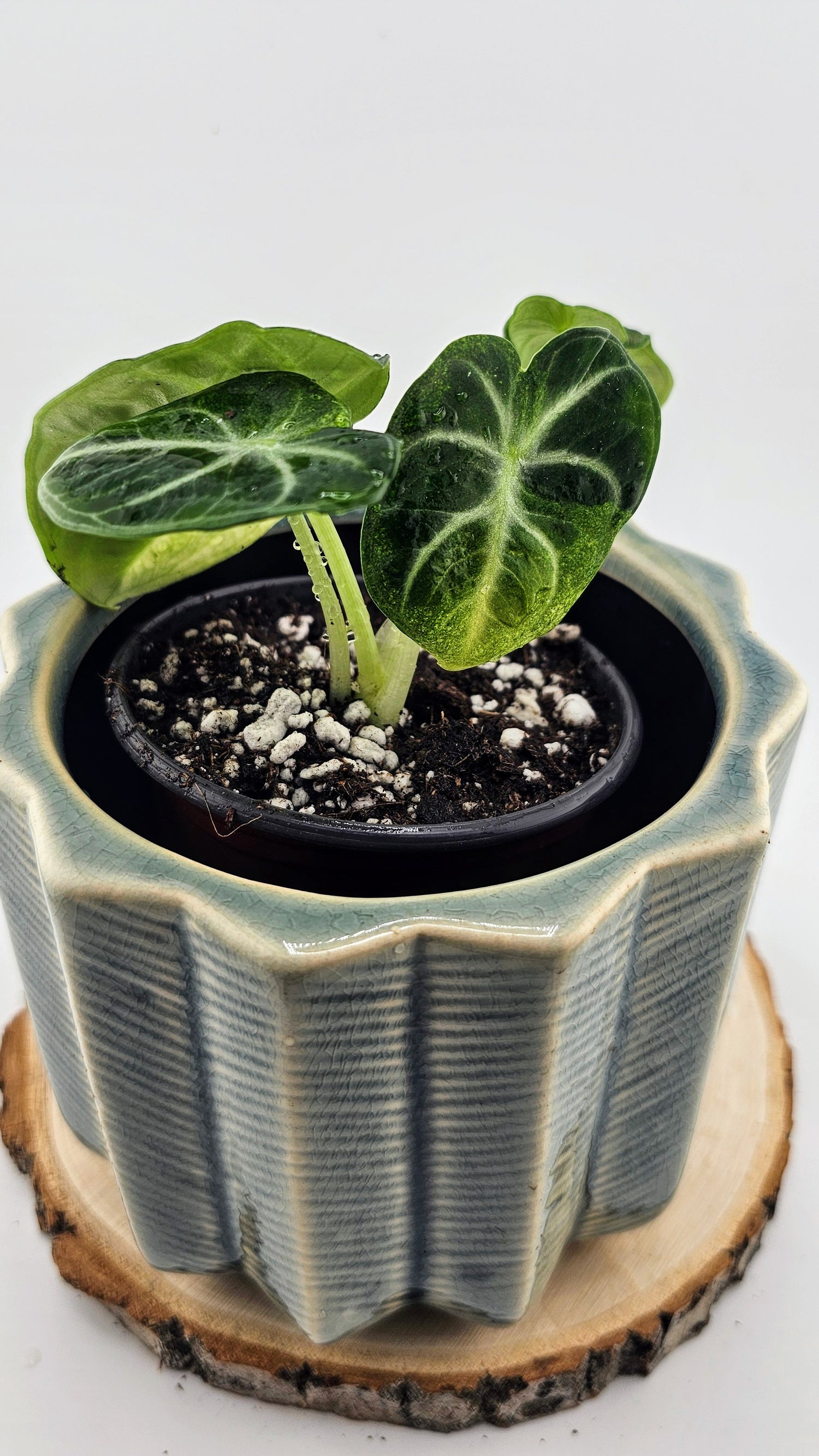 Alocasia Black Velvet Variegated (C)