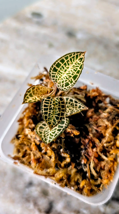 Anoectochilus Roxburghii Gold Bar