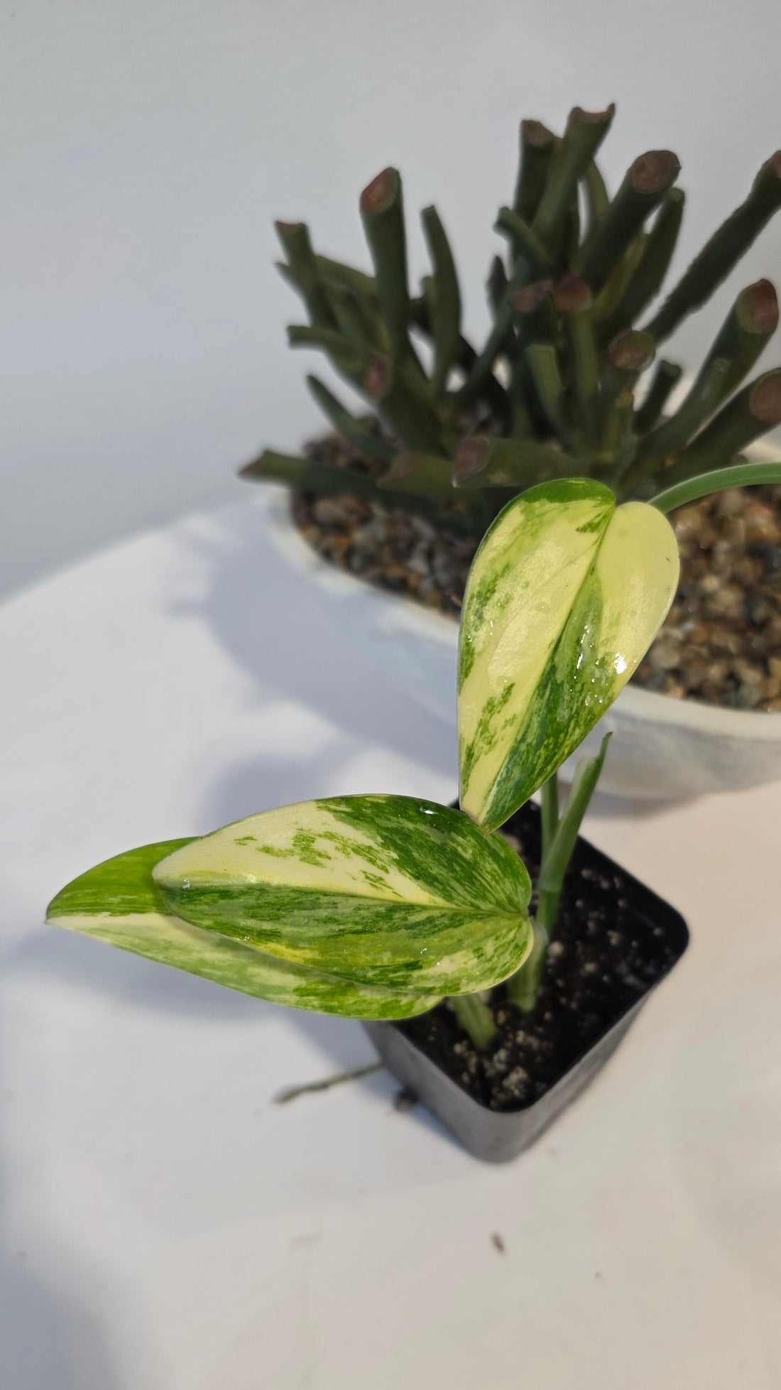 Monstera Standleyana Aurea "A"