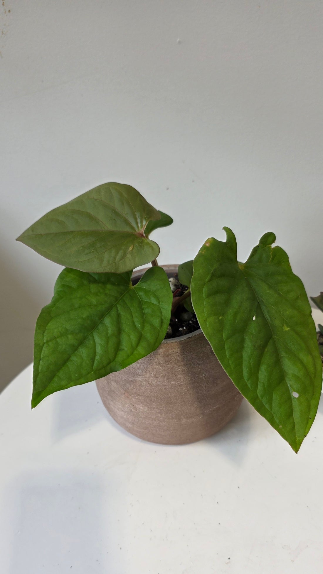 Anthurium kunayalense "a"