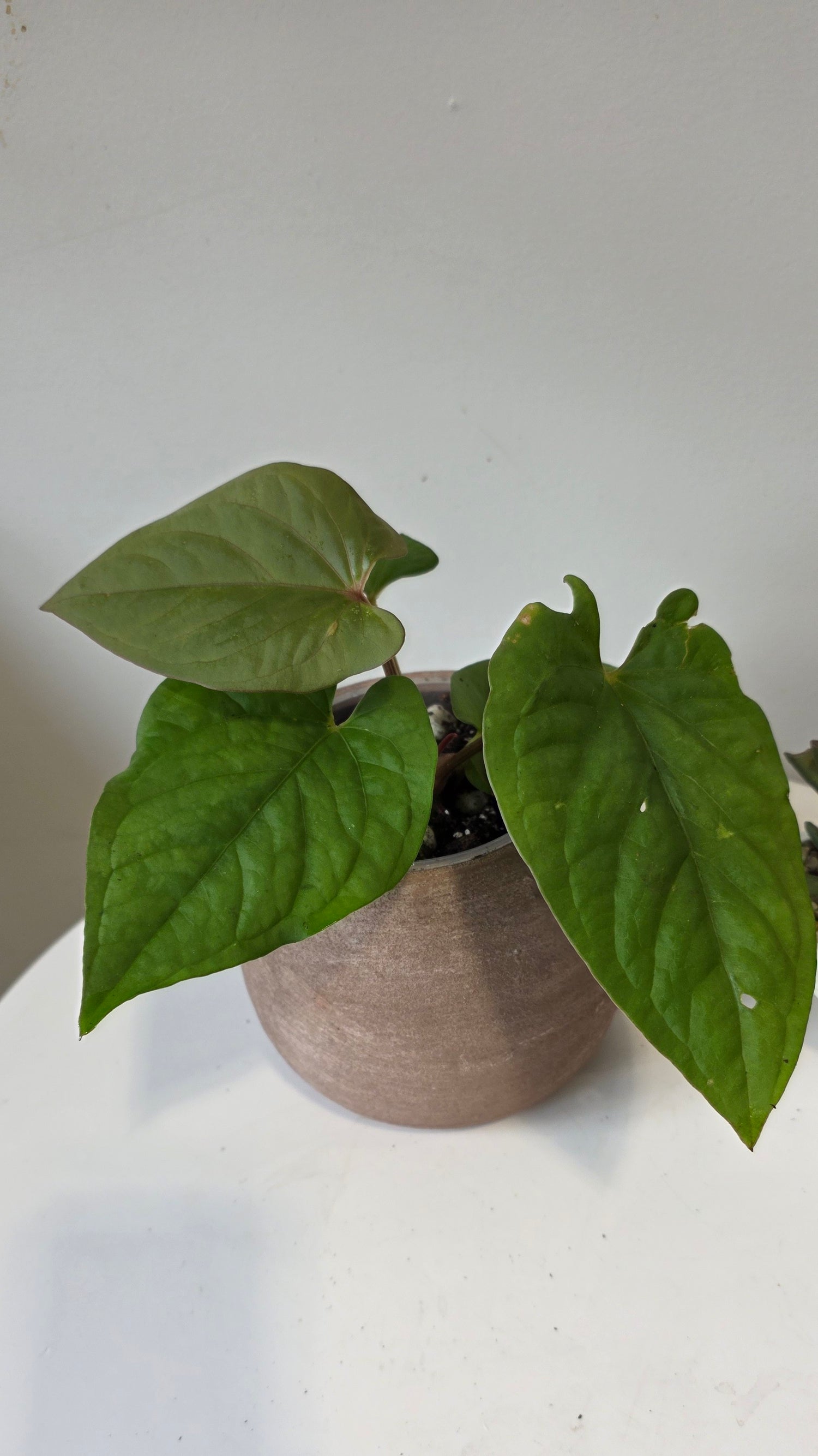 Anthurium kunayalense "a"