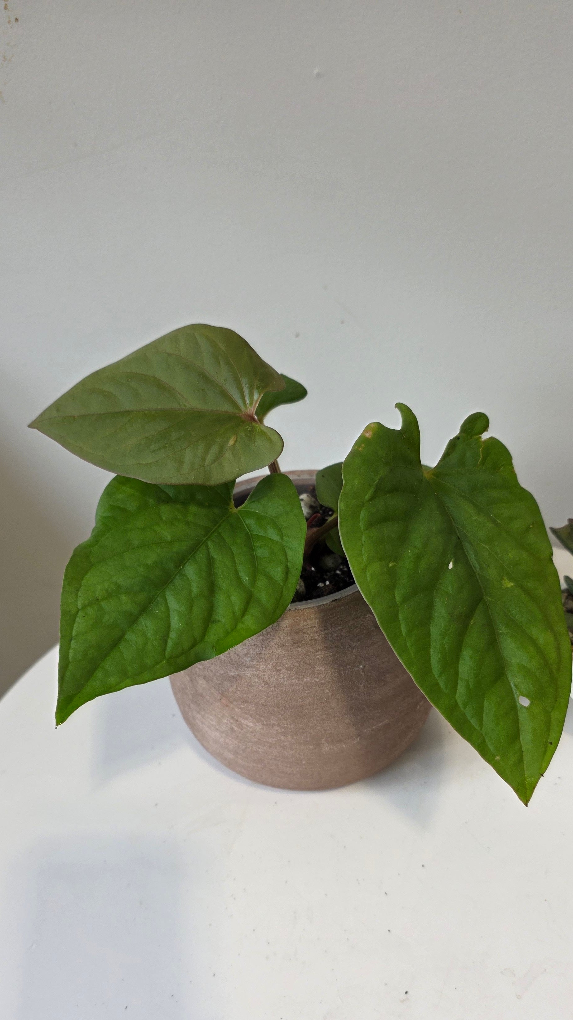 Anthurium kunayalense "a"