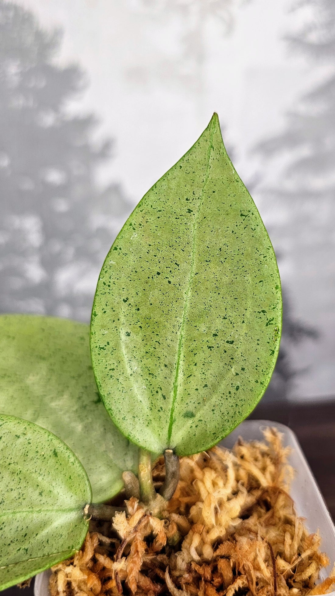 Hoya Parasitica Silver Ghost (WH 10)