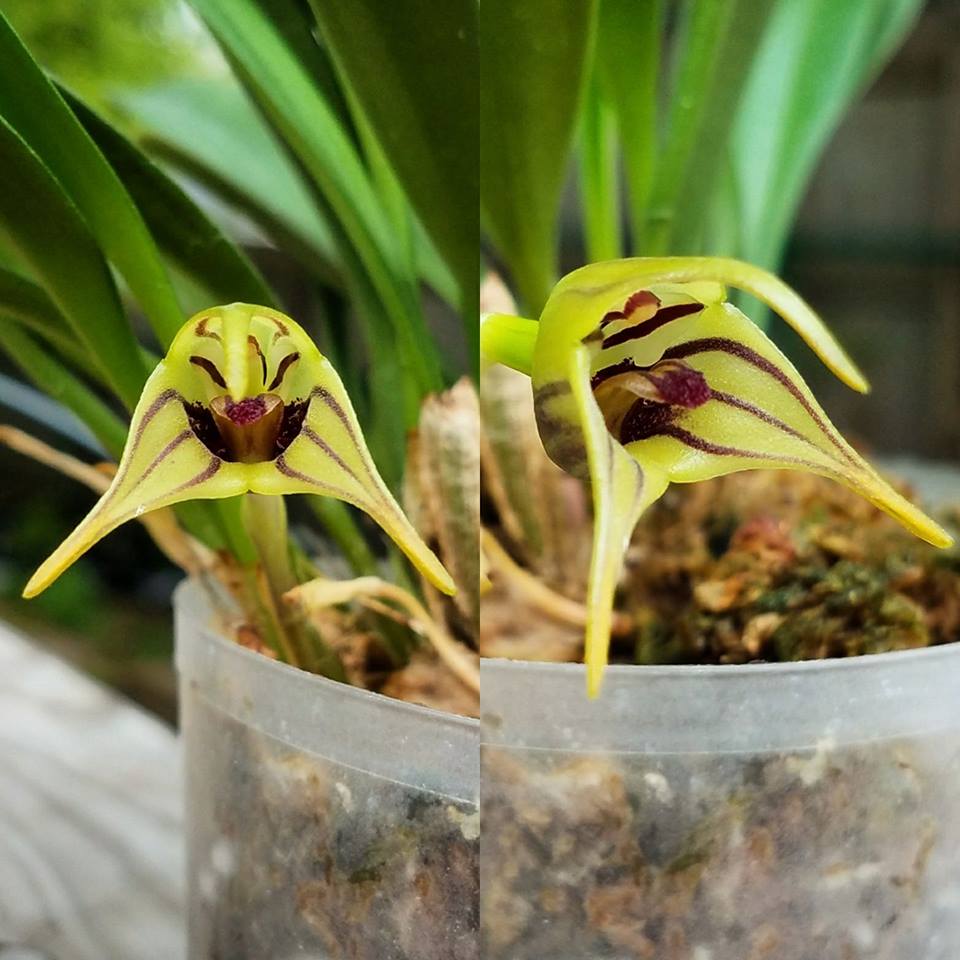 Masdevallia murex