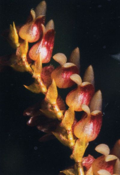 Stelis langlassei orchid